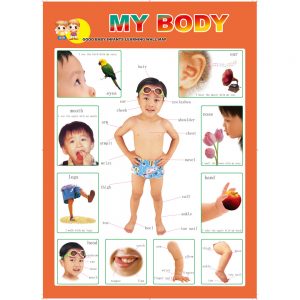 Poster (Human Body)