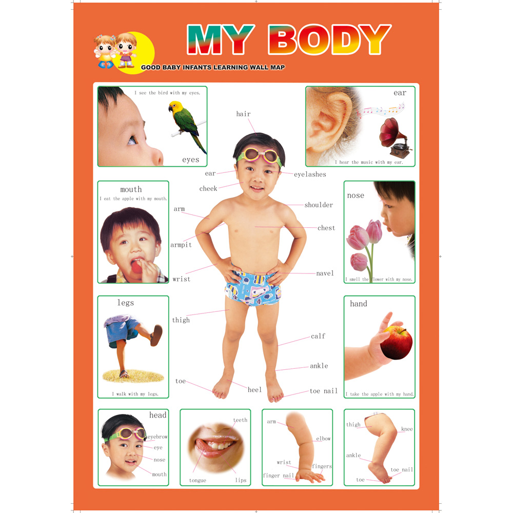Poster (Human Body)