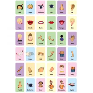 Alternative view of Educational Flash Cards Body Parts