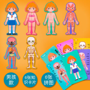 Body Structure Puzzle (Girl)