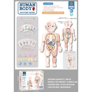 Human Body Anatomy Model