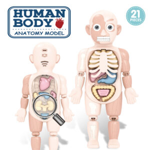 Alternative view of Human Body Anatomy Model
