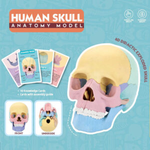 Human Skull Anatomy Model
