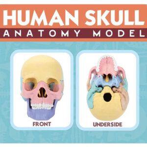 Alternative view of Human Skull Anatomy Model